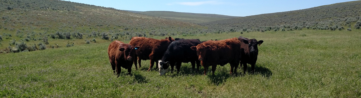 S Four Farms American Aberdeen Cattle